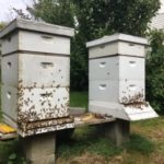hive