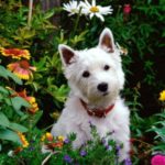 Dog-in-the-garden