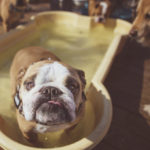 Pup in the Pool. Credit Conni Freestone