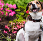 blog_apcc-spring-garden-safety_041819_main