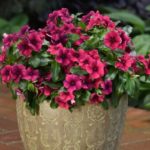 planter