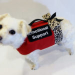service-dog-for-anxiety
