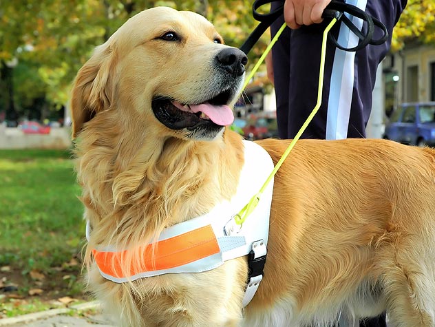 therapy-dog
