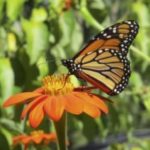 6-Monarch-Tithonia-Hurwitz