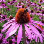 Echinacea-Purple-Cone-Flower