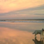 dogbeach