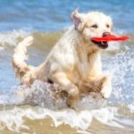 golden-retriever-frisbee