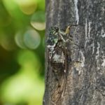 cicada-3573474_640