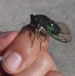 cicada-on-finger