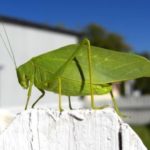 katydid-01-Ellyn-B-Flickr-600×347