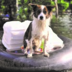 dog2