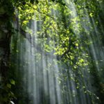 forest-light-nature-70365