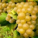 Viognier-grapes