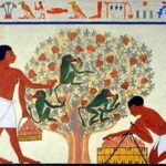ancientcider