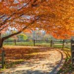 fall-activitiesx800