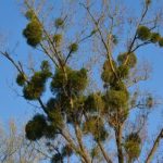 JSS Mistletoe
