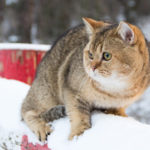 outdoor-cat-in-winter-