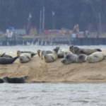 seals