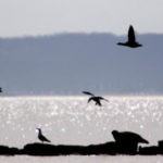 seals2