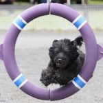 Baco at The Tire-Hoop 8