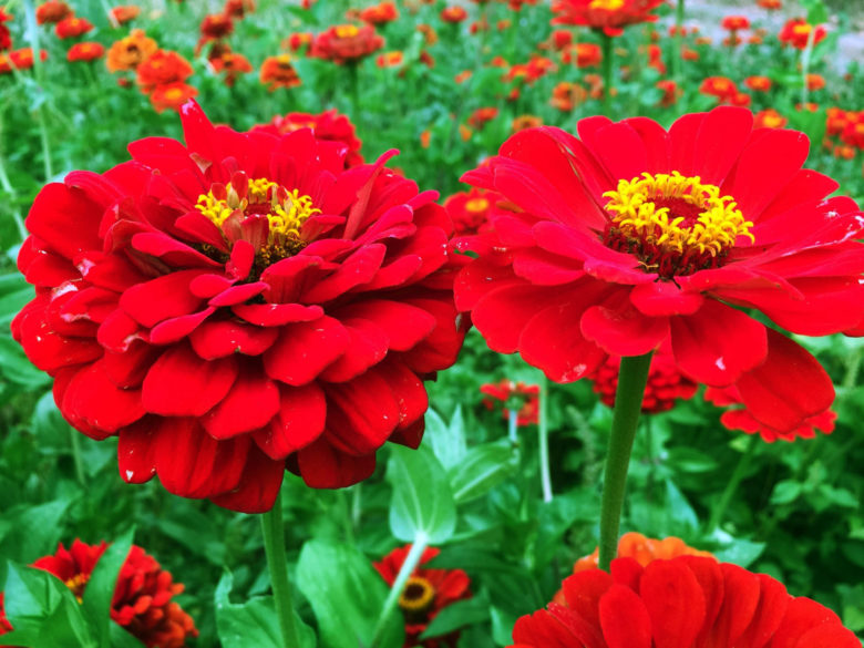 Flower Gardens