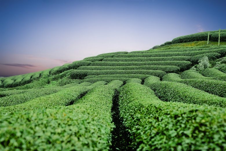 Green Tea