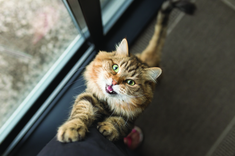 Pets in quarantine