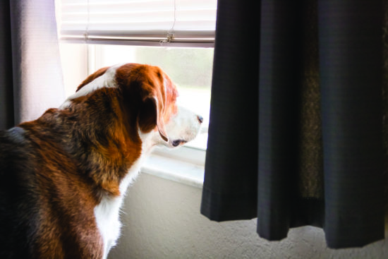 Dogs in quarantine