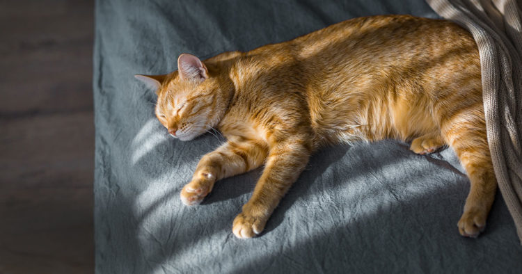 Cat Summer Heat