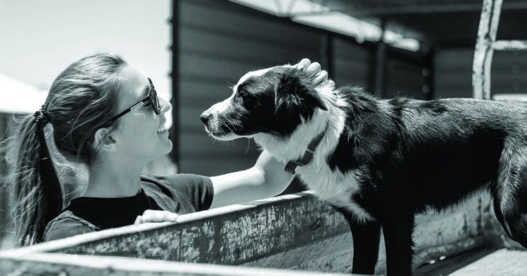 Pets-dog