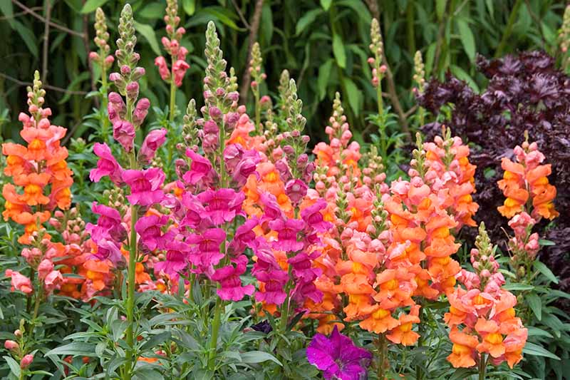 Snapdragons-Add-Color-to-the-Fall-Garden