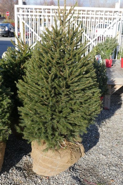 Christmas Tree