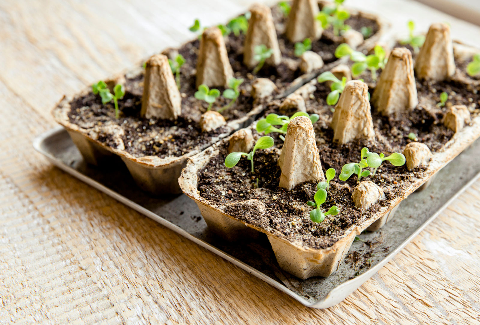 egg-carton
