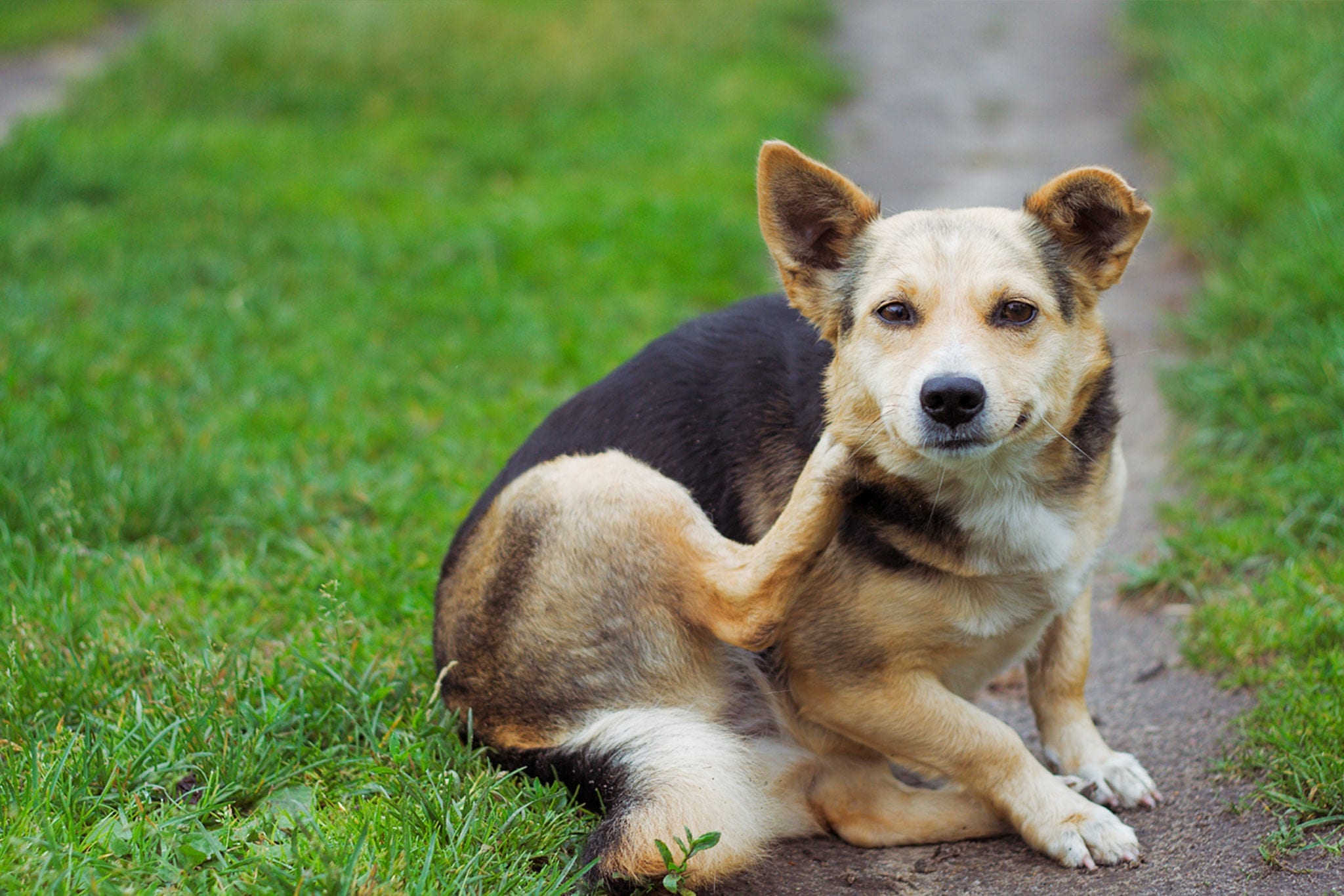 itchydog