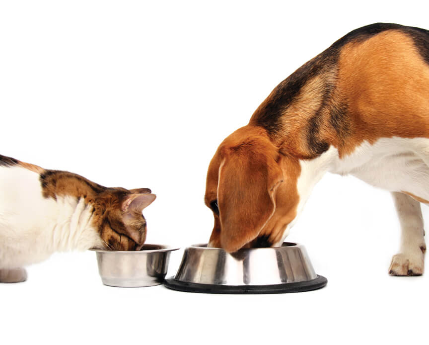 Pet Food Pantry