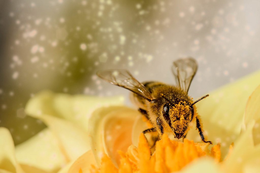 bee-