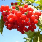 cranberry-g6428b8073_1920