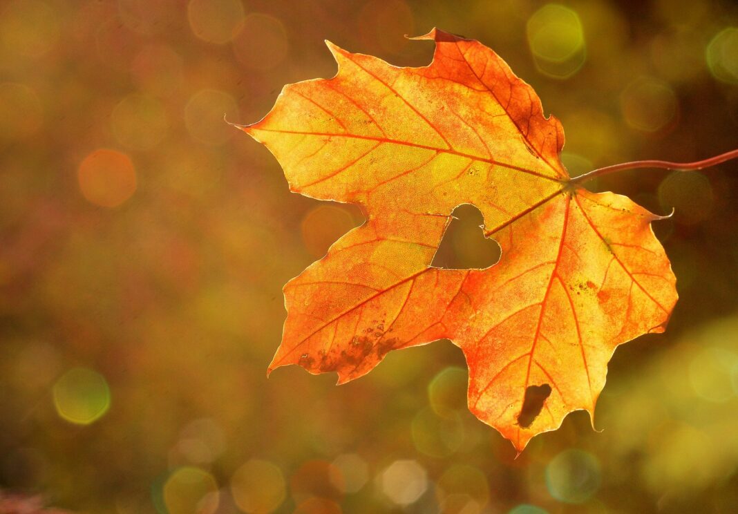 Fall Foliage