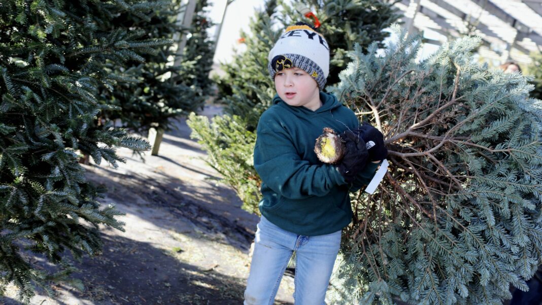 When’s The Best Time To Cut A Christmas Tree