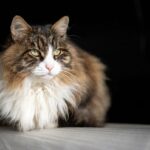 cat-gd00919cc6_1280