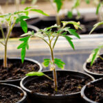 Seedling-Tomato-in-pots