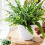 boston-fern-indoors