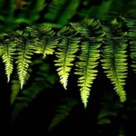 fern-