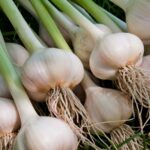 garlic-header-1600×1063