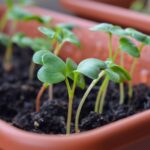 starting-seeds-indoors-radish
