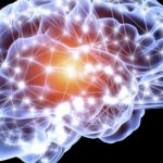 brain