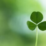 chilliwackShamrock