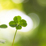 four_leaf_clover