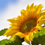 kong-giant-sunflower