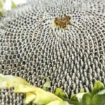 sunflower-400×266